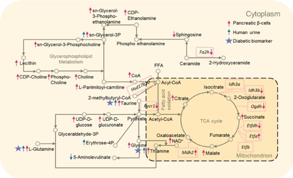 Looking into the association between exposure to harmful environmental factors and #diabetes, #ZJU researchers unveiled a certain correlation between Cadmium (Cd) induced #metabolic toxicity and diabetes. zju.edu.cn/english/2022/0…

#ZJUresaerch #SDG3