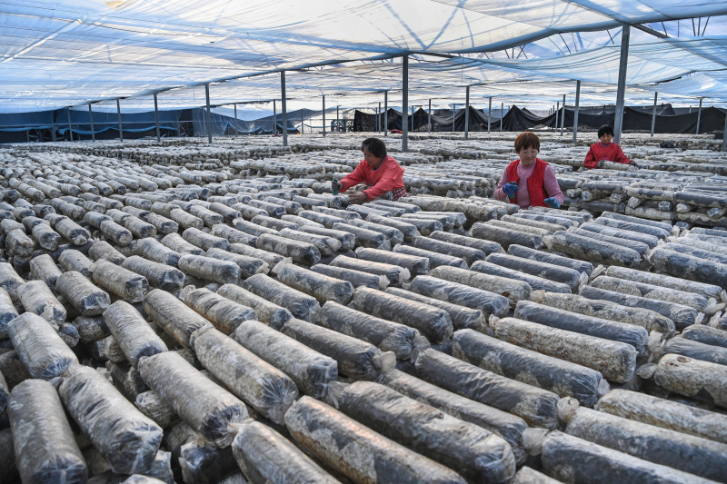 chineinfo's tweet photo. Photos Chine : activités agricoles printanières au Shaanxi https://t.co/aXWDn9nCSn https://t.co/tFmwcmbXqe