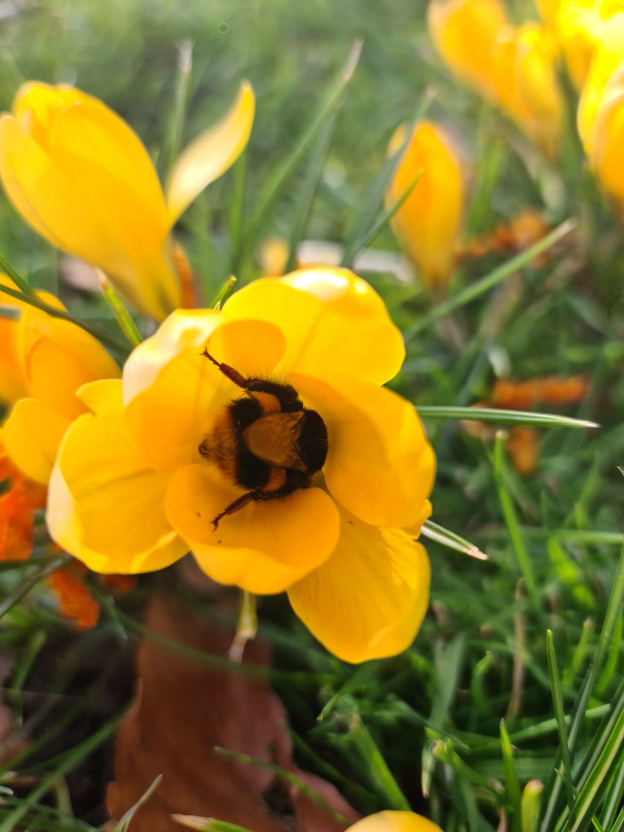 FranciscanGard's tweet photo. Bees, bees everywhere! Did you know we have a bee trail full of interesting facts for you to find with your little ones? #bees #gardens #heritage #beetrail #canterbury #visitkent https://t.co/19dvNiRwDi