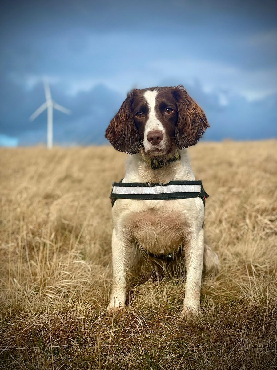 Bat carcass detection dog Zippy didn't want to be outdone following the photo's of Piper yesterday!

#conservationdogs #detctiondogs #snifferdogs #wagtailuk #bats #conservation