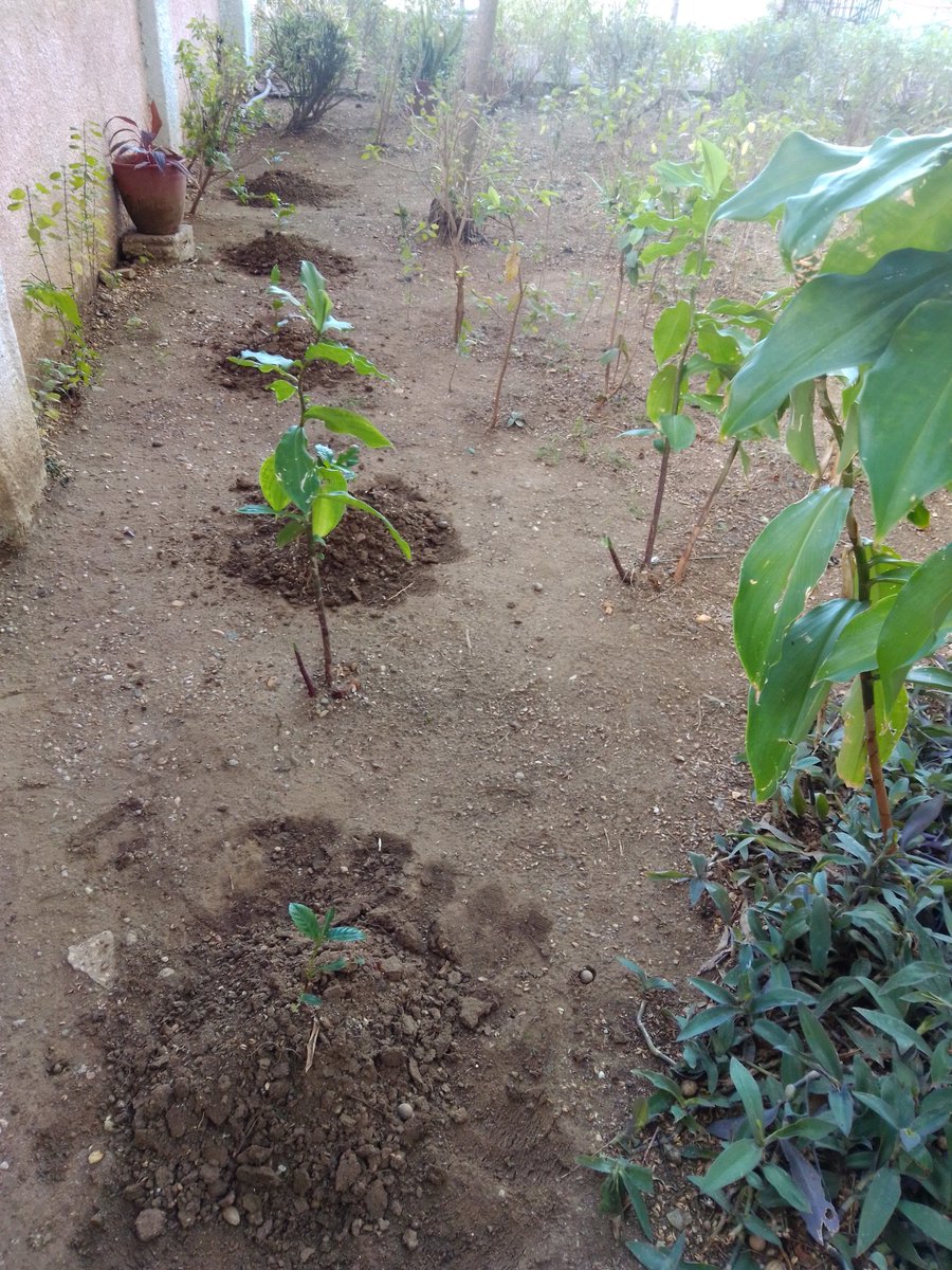 MCalsna's tweet photo. El Hogar de Ancianos Hermanas Giralt de Cienfuegos desarrolla un amplio programa de mejoras en su infraestructura y mobiliario, además desarrolla acciones para la sostenibilidad alimentaria y la construcción de dos pozos para asegurar este preciado producto.#CubaVive https://t.co/Tetut0bPhY