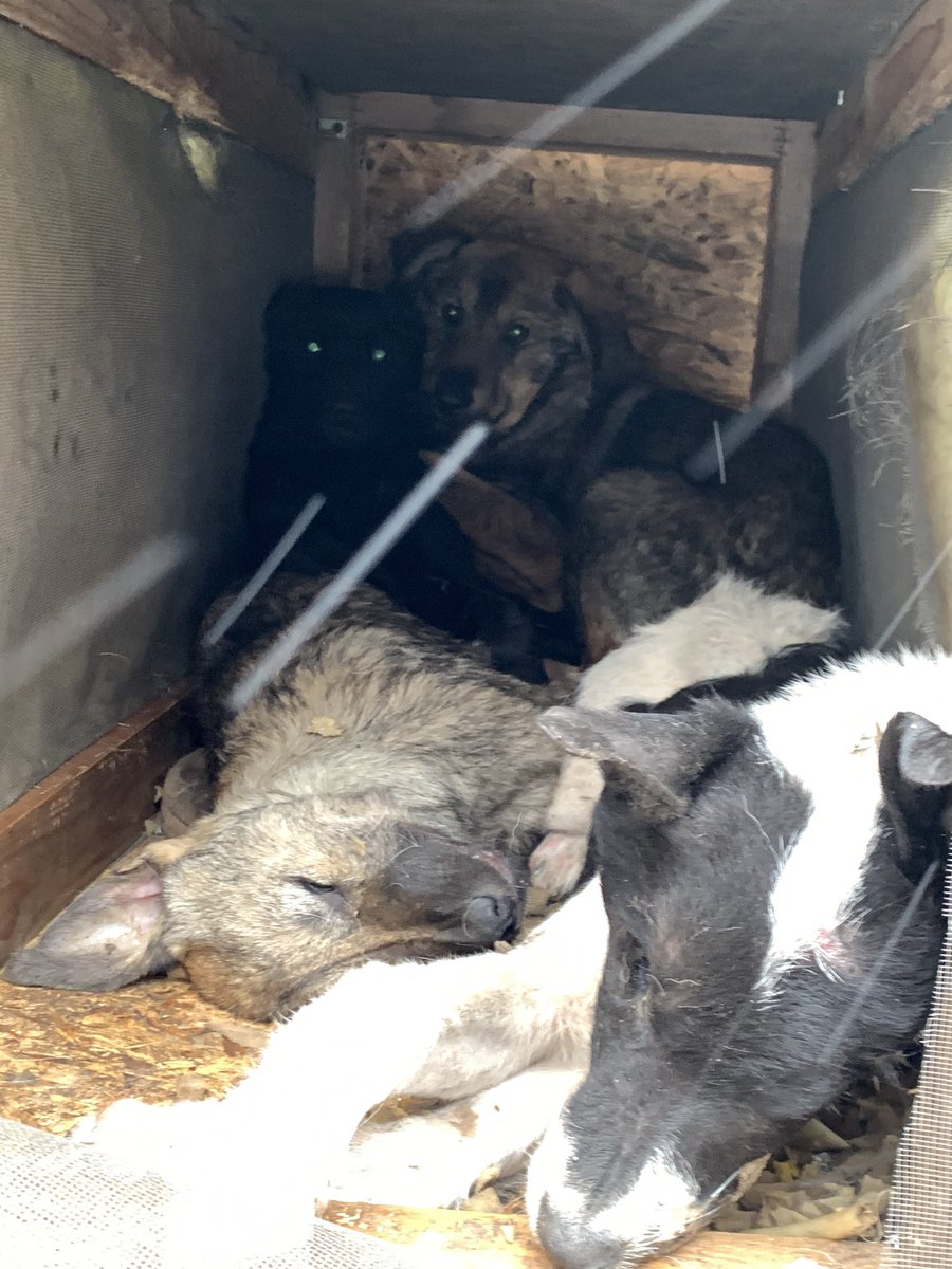 BenTheFrenchNFT's tweet photo. URGENT !
4 puppies are suffering, unfortunately 2 of them died 2 days ago … 
Please help me to save the others 2 dogs :( 🐶🐶
 What solutions can we find in this situation?
 Time can pass for the other 2 who are still alive :(
#help #adopt #dogs #dog
#nft #nfts #NFTCommunity https://t.co/46w7VSi2ON