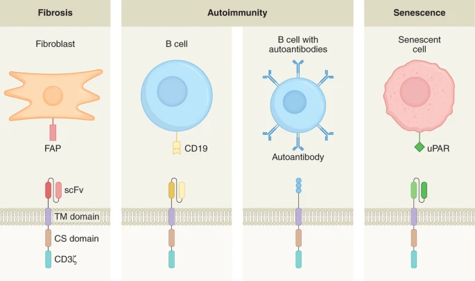 Bruce Levine, Ph.D. 🇺🇦🥼🔬🧬🧪💉 (@bllphd) on Twitter photo 🆕Review: CAR-based therapies: opportunities for immuno-medicine beyond cancer- by Haig Aghajanian, @DevBioAcademic, @jonepstein1 #immunotherapy <a href="/NatMetabolism/">Nature Metabolism</a> nature.com/articles/s4225… 🆕Review: CAR-based therapies: opportunities for immuno-medicine beyond cancer- by Haig Aghajanian, @DevBioAcademic, @jonepstein1 #immunotherapy <a href="/NatMetabolism/">Nature Metabolism</a> nature.com/articles/s4225…