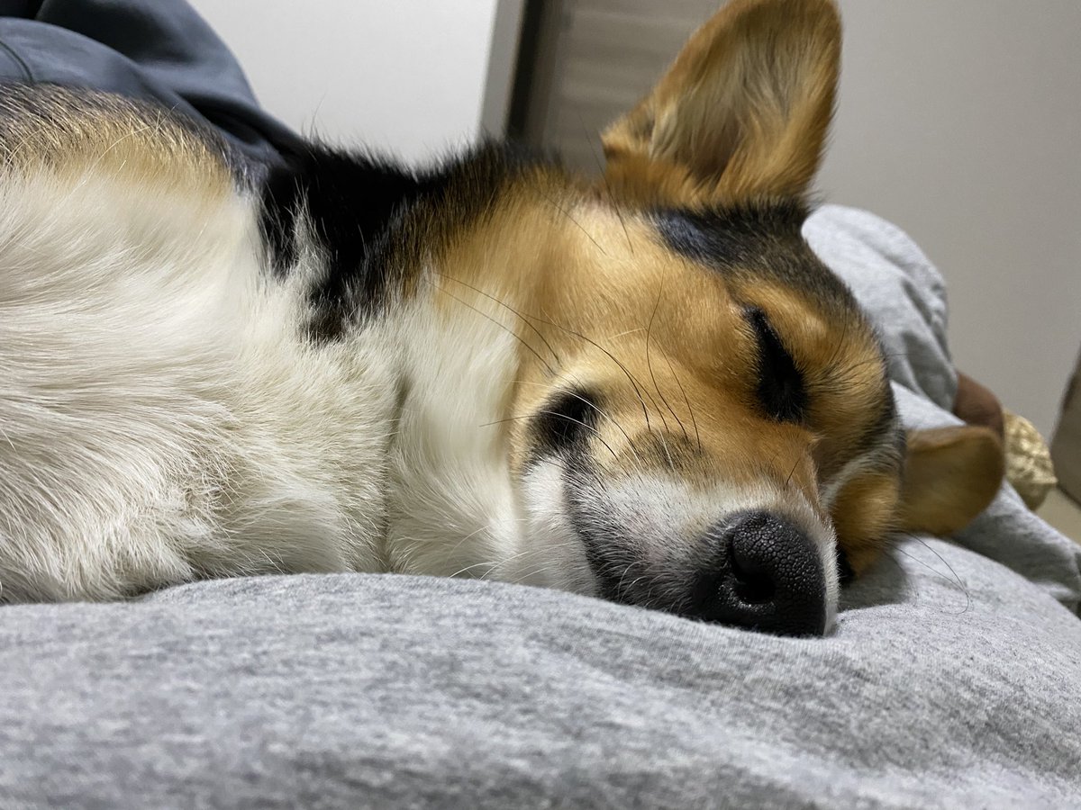 コーギー🐾らむ (@corgi_rum) / Posts / X
