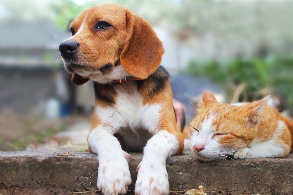 Dr Daniel Allen tweet media