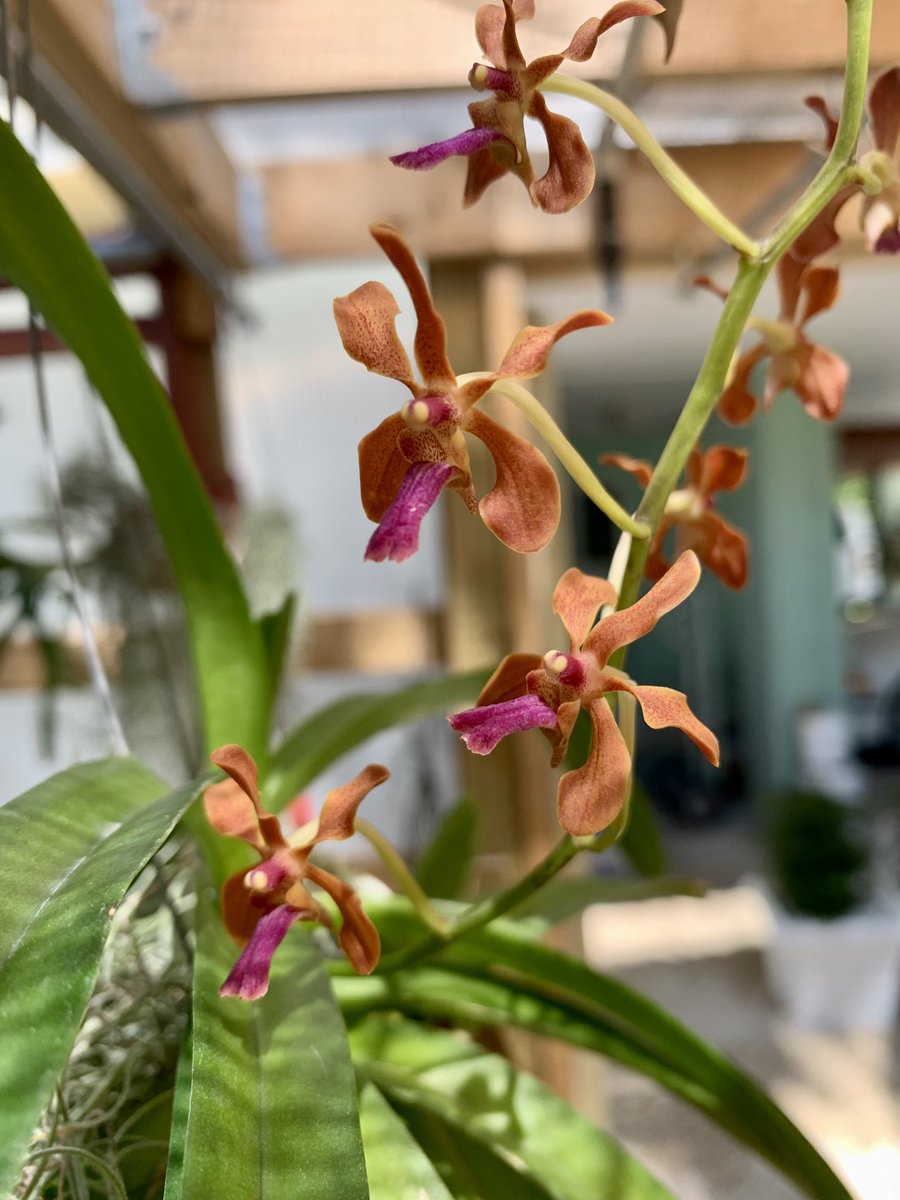 BarbaraHann7's tweet photo. Today’s bloomer is Vanda Mote’s Blue Bird. Small and delicate! #orchids #growingorchids #bloomingorchids #orchidgrowers https://t.co/edrt3Iw5Dn
