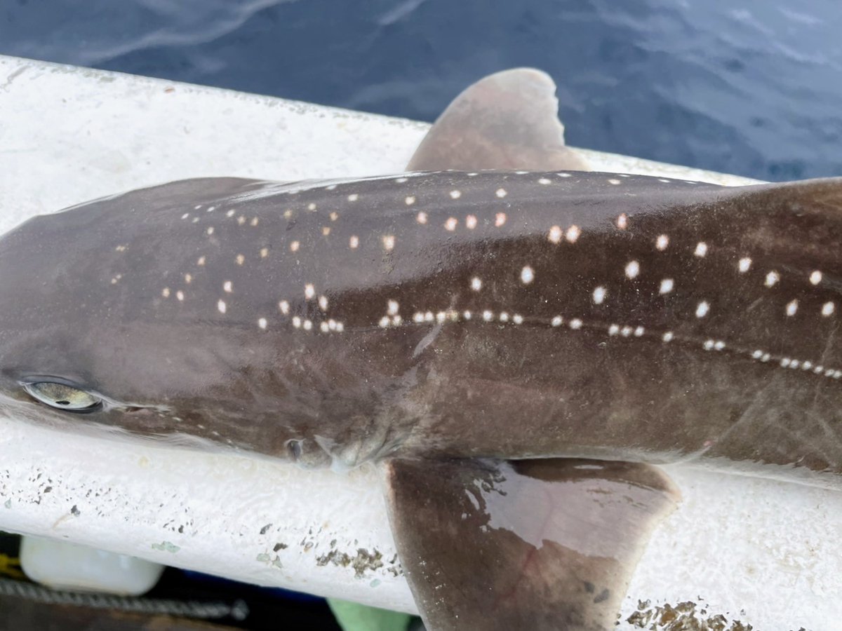 shinkaigyo_ch's tweet photo. This shark was caught at a depth of 300m.  What was he doing at the bottom of the dark sea, which he should normally be in the shallow sea?  This fact is very interesting.

#Japan,#Shizuoka,#Heda,#Deep_Sea,#Deep_Sea_Fish,#Suruga_Bay,#Traditional_Trawl_Fishing https://t.co/Q2Kl2YOdXQ