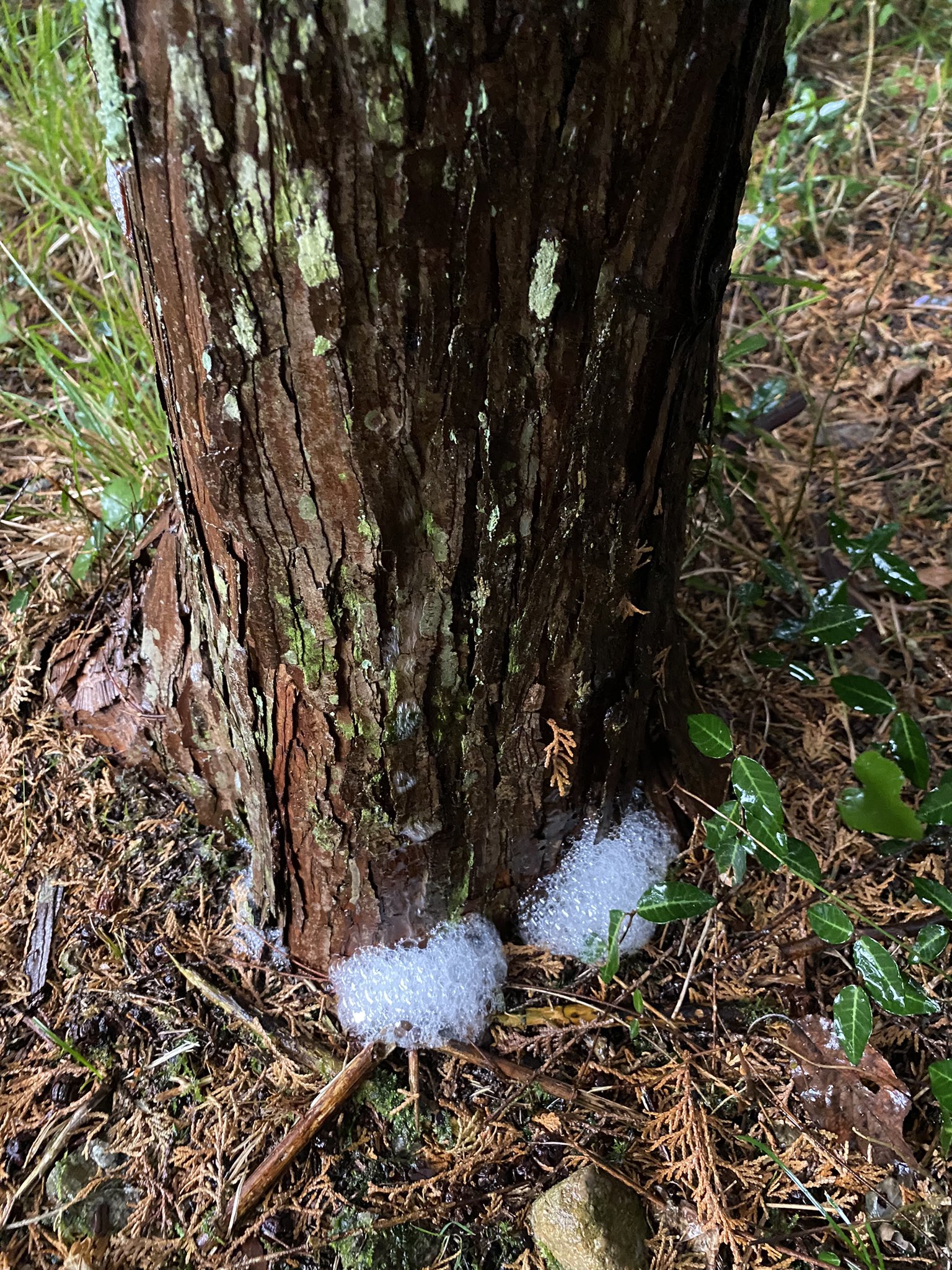 Jensen 木が泡立ってる と思い調べてみると木の枝や葉に落ちた雨水が 幹を伝って根元 に流れていく現象で 樹幹流 というらしい それが木の成分や 表面に付着するさまざまな物質をのっけて泡が立つことがあるのだと かわいい T Co Jensen 木が泡立ってる と思い調べてみると木の枝や葉に落ちた雨水が 幹を伝って根元 に流れていく現象で 樹幹流 というらしい それが木の成分や 表面に付着するさまざまな物質をのっけて泡が立つことがあるのだと かわいい T Co