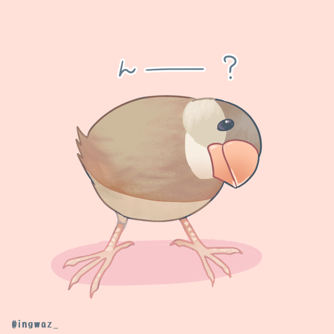 #Buncho #javasparrow #文鳥 