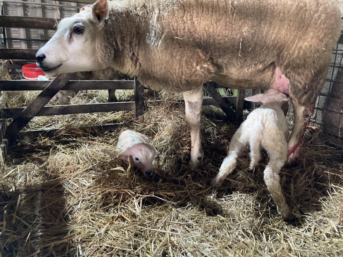 And we are off, Twin Tup lambs out of the “old” ewe by the Hilltop to start. #addtexeladdvalue