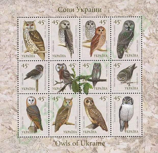 We hope for relief from the terrible situation that all Ukrainians are currently facing.💙💛
Owls of Ukraine 🇺🇦 
 #ukraine #owl #owls #birds #StopWarInUkraine