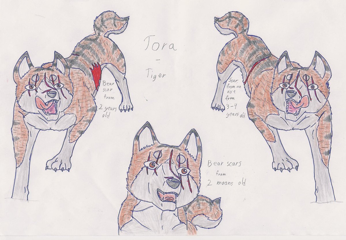 Tora Collita 虎コリタ tweet media