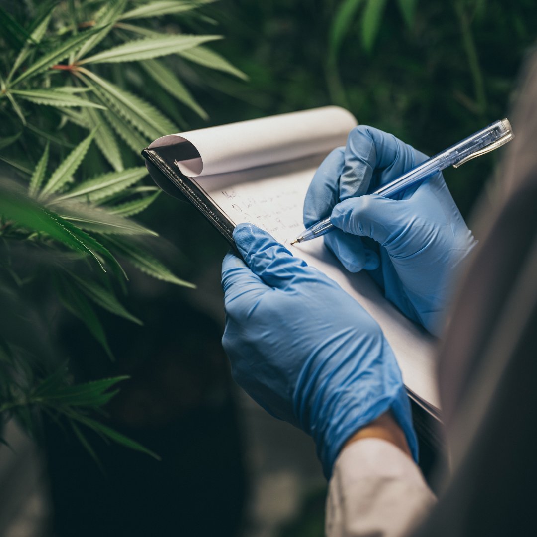 ToYouCBD's tweet photo. Nuestro proceso de producción se realiza en laboratorios españoles, bajo estrictos controles diarios de calidad.
Más cercano, más sostenible, más seguro, más fiable. Más de aquí. https://t.co/xAVEgdPdqj