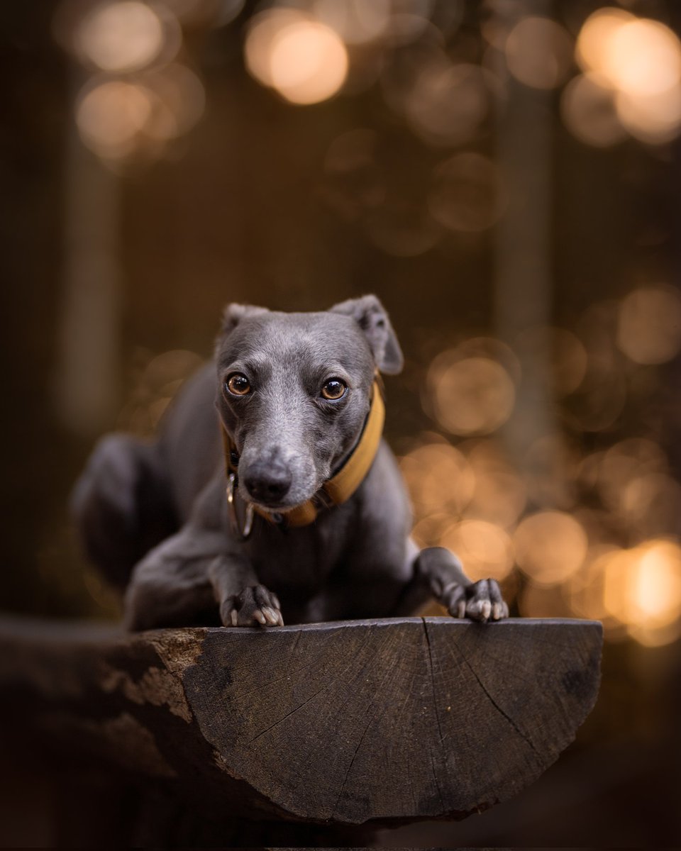 Dear Ernest Pet Photography tweet media