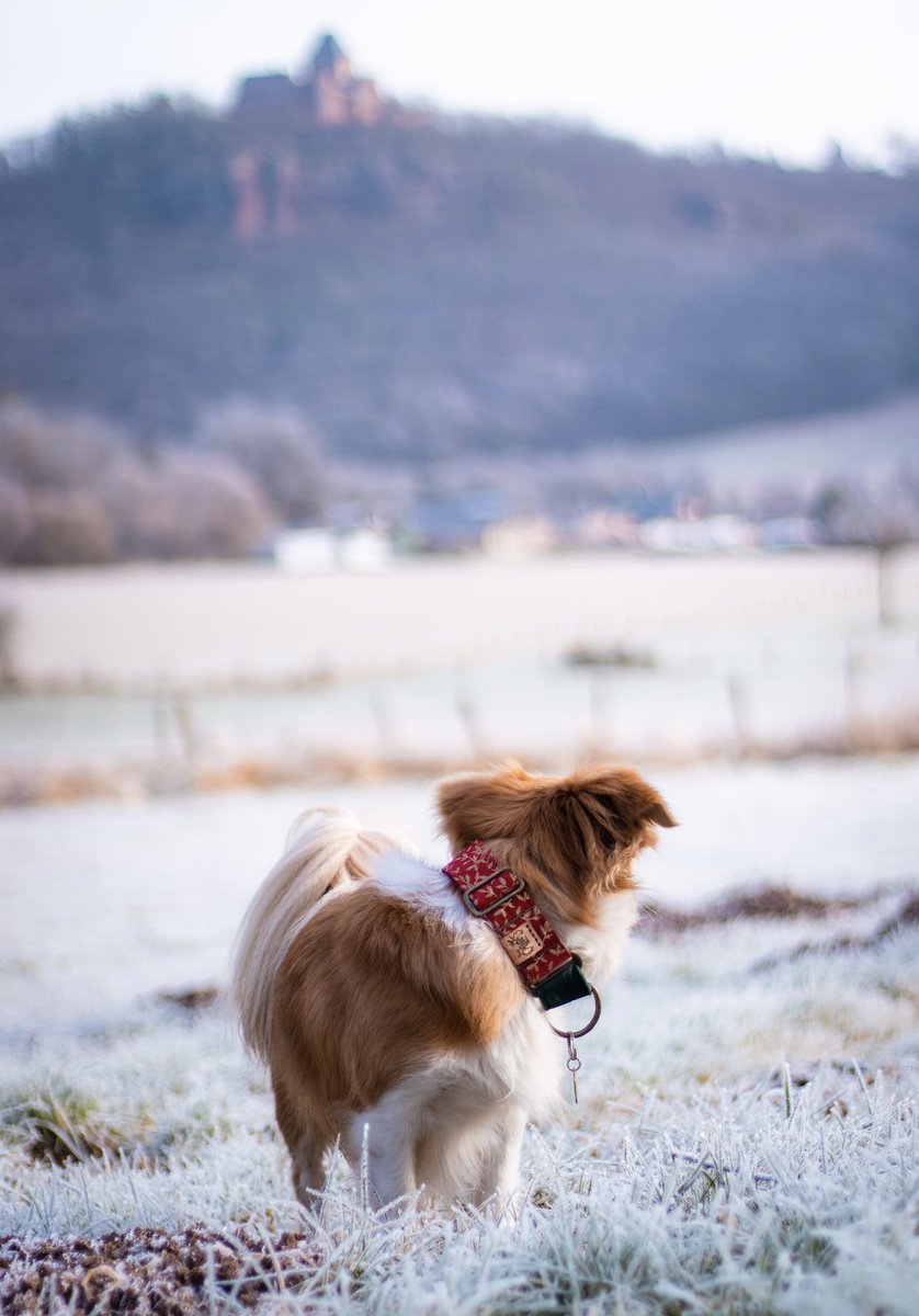 Pumpkin Pablo tweet media