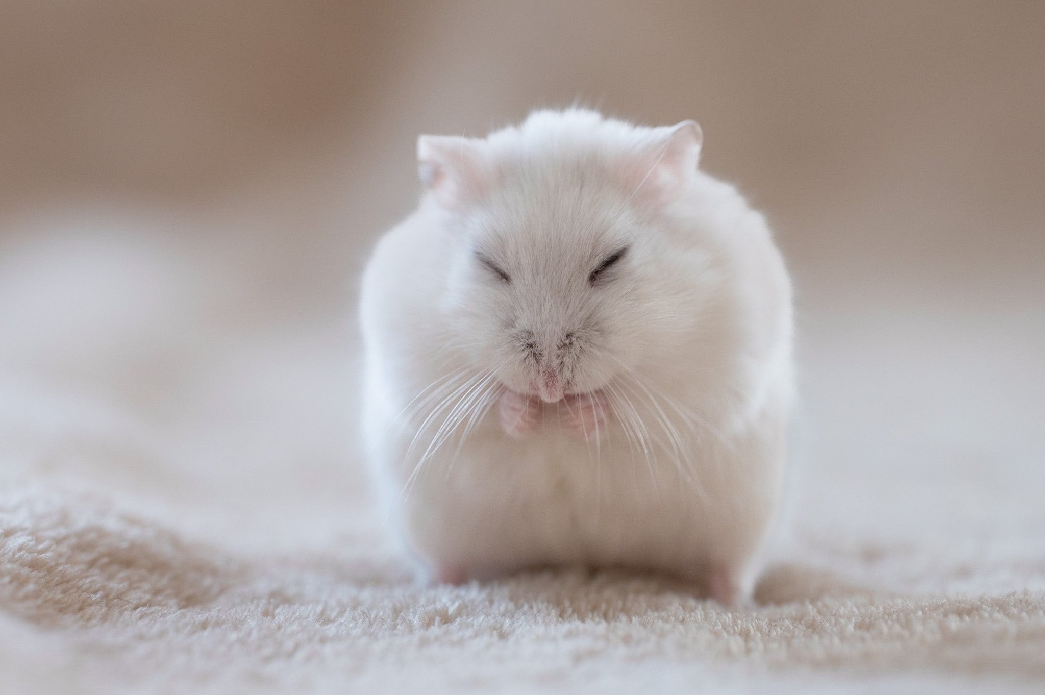 ぱる 目を閉じたハムスターかわいい T Co Ig0eyb6axf Twitter