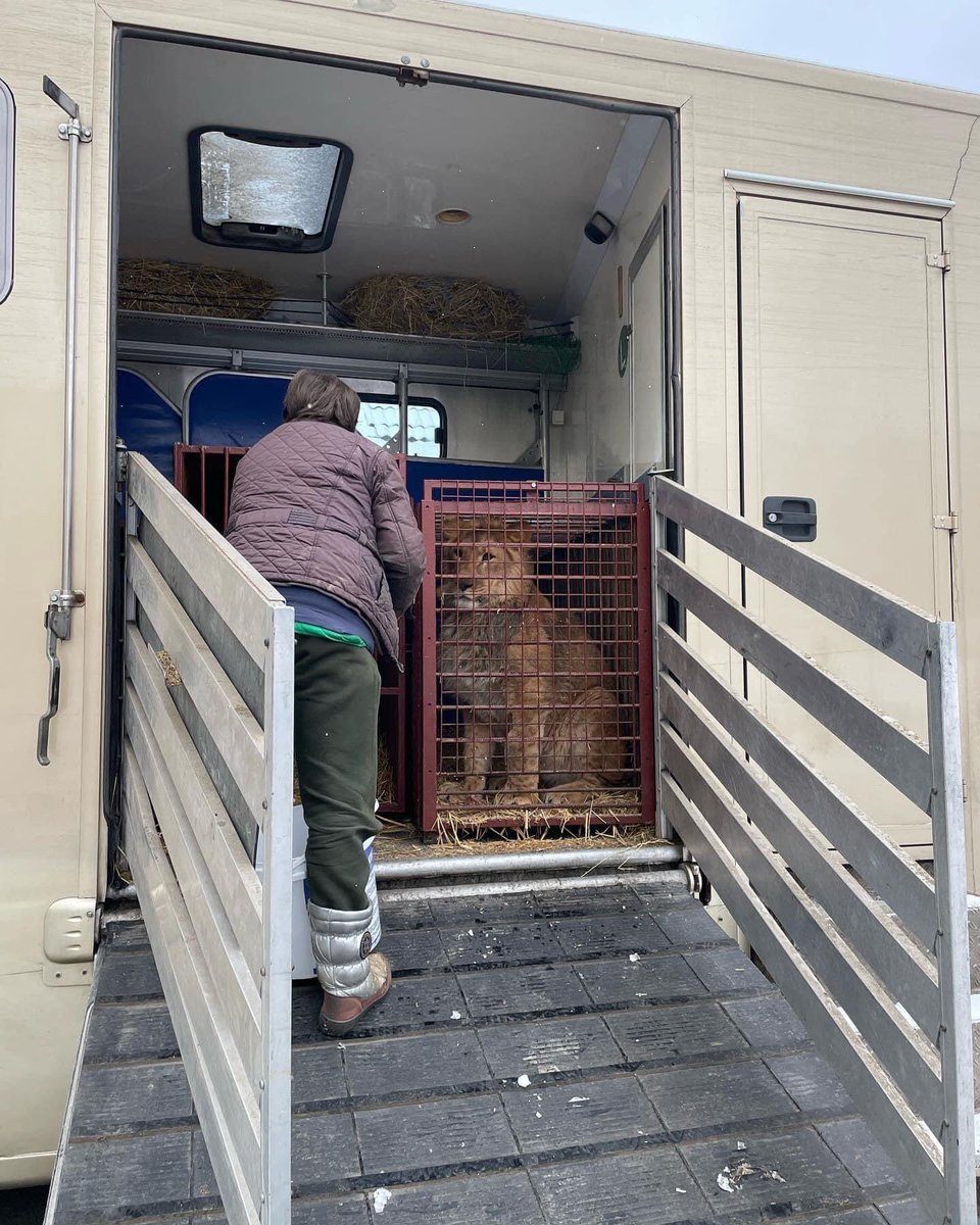We’ve heard from UAnimals that zoo animals are starting to be evacuated from #ukraine. We wish them a safe journey, with thanks to their brave rescuers. Photo- UAnimals 💙💛 #UkraineAnimals #zoo #WeStandWithUkraine #rescue