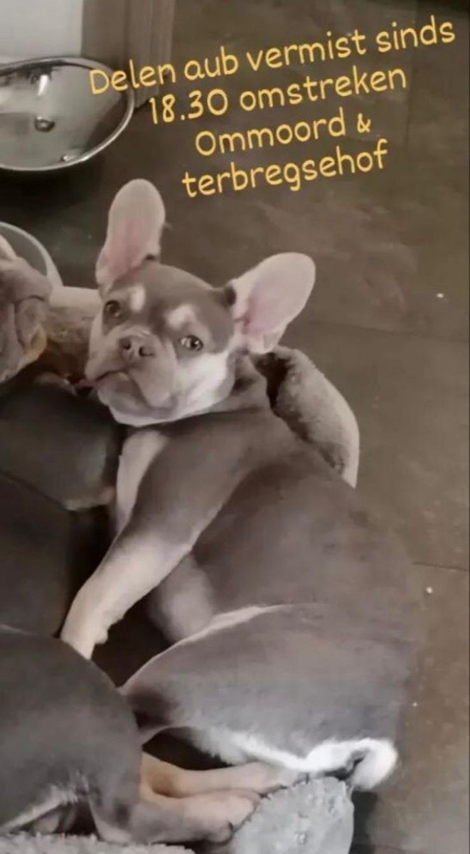 DE_HERENIGING's tweet photo. 🔴 VERMIST: HOND LILO
pup teefje, grijs/wit
#ROTTERDAM #ZH Terbregsehof
#DHver 21/2/22 https://t.co/j34zQslLqx https://t.co/hv5L84s6Ri