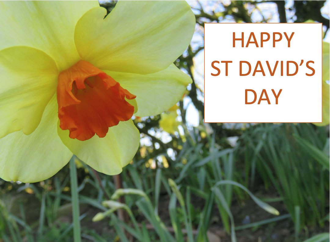#StDavidsDay 🏴󠁧󠁢󠁷󠁬󠁳󠁿