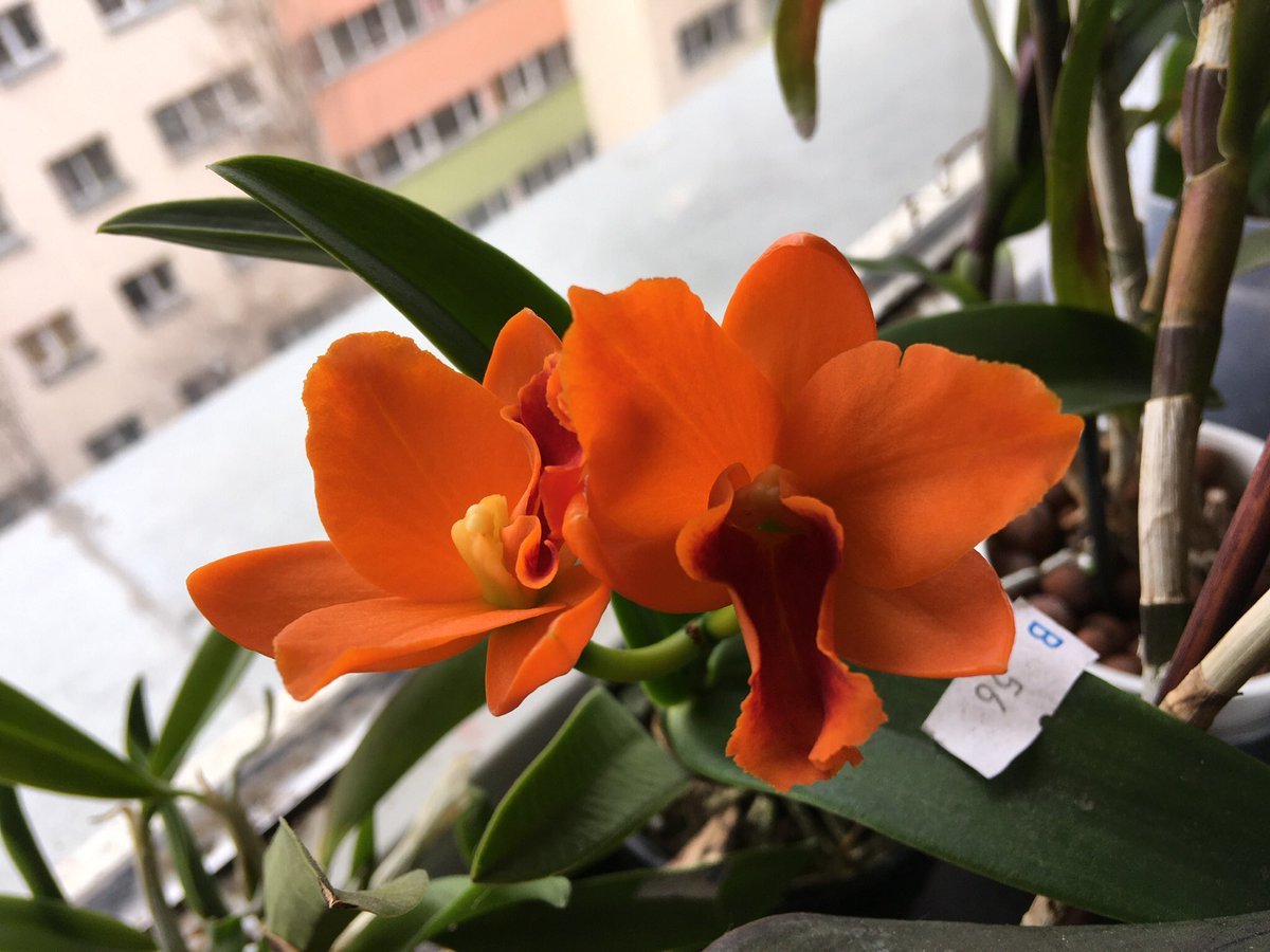 pisi_9's tweet photo. Very orange Rth Young Min Orange #orchid #orchids #flower #flowers #NowInBloom https://t.co/9JjQxgkT5m