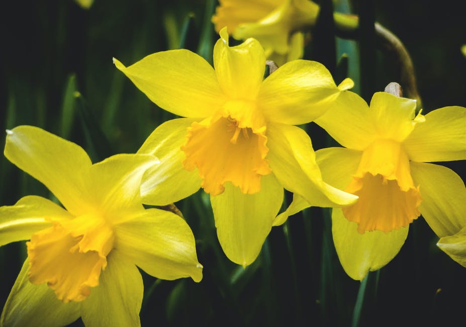 Halo_FX's tweet photo. Dydd Gŵyl Dewi Hapus
Happy St David's Day 🌾 https://t.co/nMbqVHHvhi
