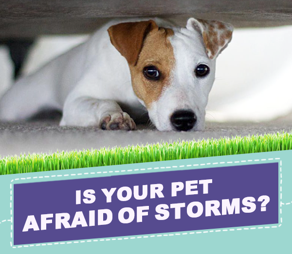 PetGuardiansAus's tweet photo. Here's our tips on helping your pet through this crazy weather. - https://t.co/0rNdb0O2Dd https://t.co/wNm49OXknU