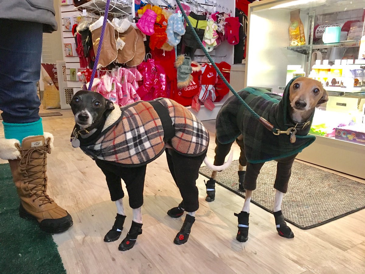 neopaws4pets's tweet photo. All suited-up !

Neo-Paws Regular Performance shoes

Shop online at https://t.co/xJ8aTdsxHV

#Neopaws #dogshoes #dogshoesforsummer #dogfashion #pawsome #pawsomebuddies #dogaccessories #dogsupplies #dogstyle #dogboutique #petaccessories #dogshop #dogwear https://t.co/4Mqojk7OYI