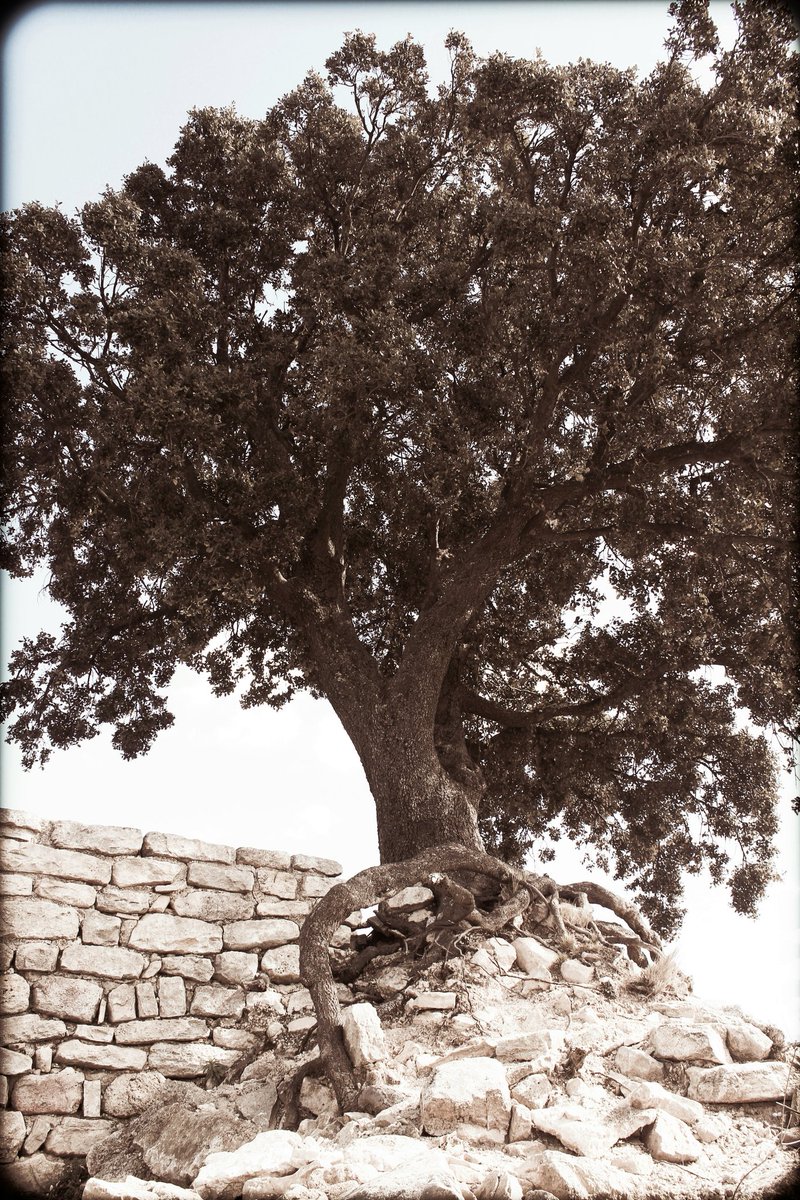 Good morning, 
For #thicktrunktuesday I'd like to show you this majestic oak that grows on roman ruins in a village near where I live... 
Happy Tuesday... Keep Ukraine in your thoughts and prayers 💙💛
#tree #treeclub #nature #naturephotography #naturelover #landscapephotography
