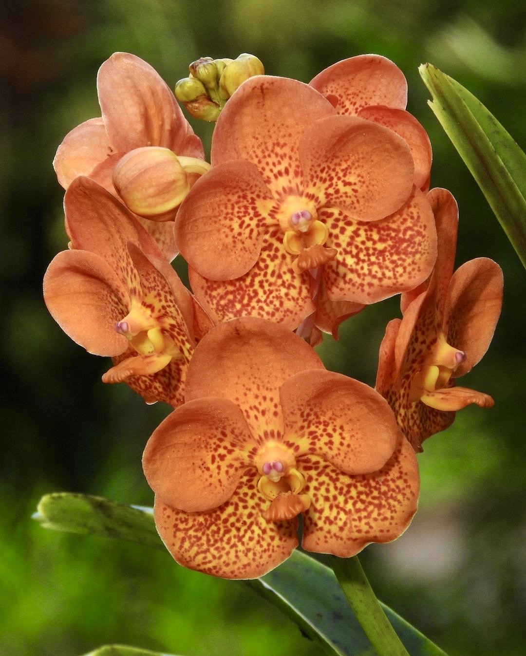 Hilo Orchid Society on Twitter: 