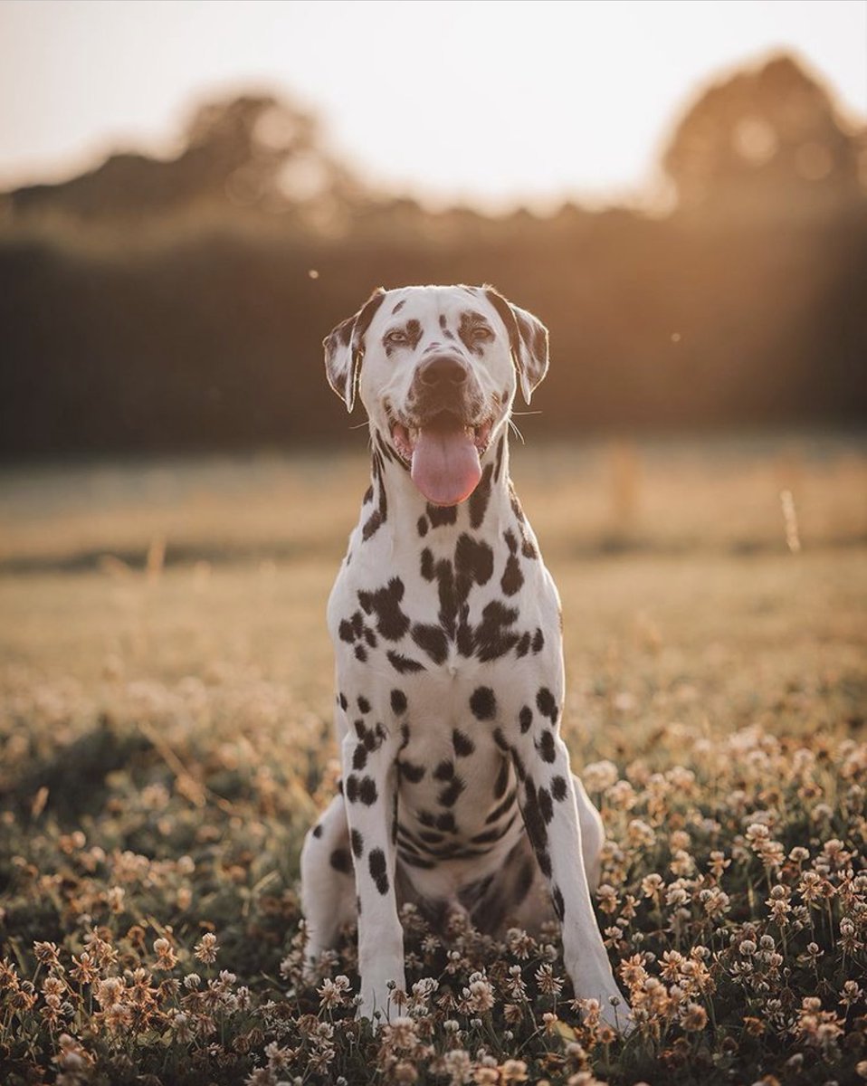 Loki The Dalmatian tweet media
