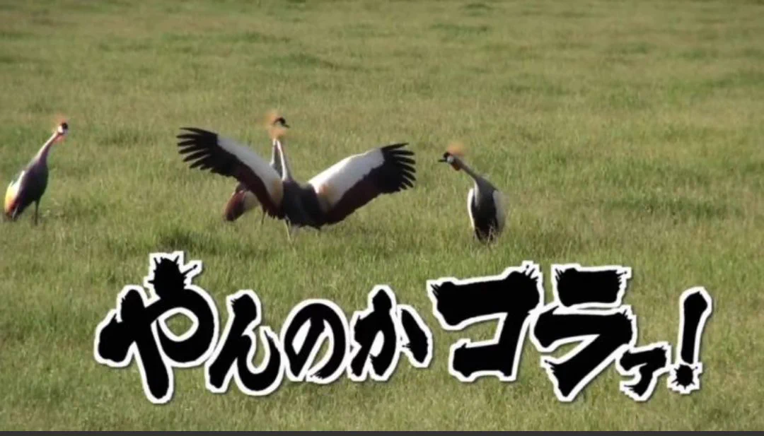 @tktktk__giants 水曜どうでしょう好きですいません。 