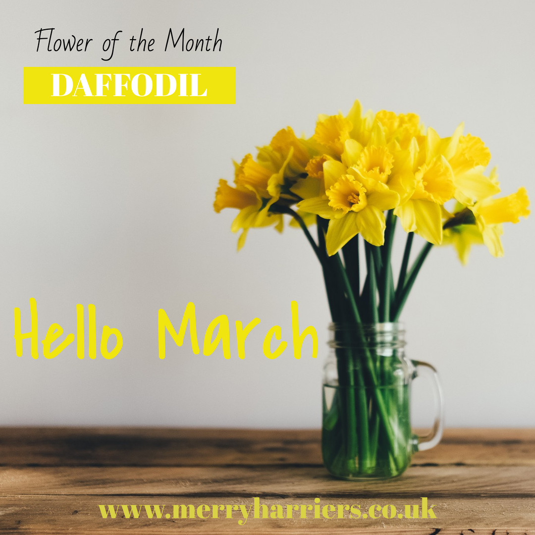Spring is in the air.
merryharriers.co.uk
#march #daffodils #plantsbideford #plantsnorthdevon #gardencentrebideford #gardencentrenorthdevon #spring