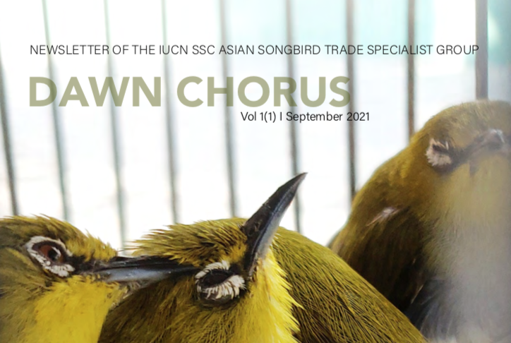 Have you read the first issue of our newsletter? We will be publishing the second issue of Dawn Chorus this week, so now is a perfect time to catch up on the previous one: asiansongbirdtradesg.com/astsg-publicat…

#songbird #conservationnews