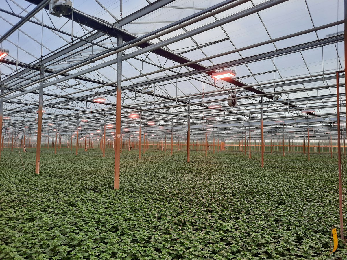 Dit is beter voor de portemonee. <a href="/Buijsflowers/">KwekerijBuijsflowers</a>