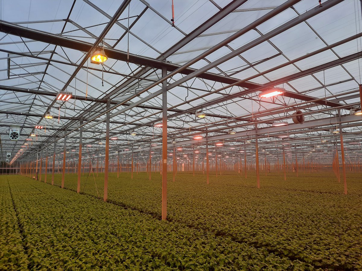 De volgende die gestapt is naar hybride met LED <a href="/Buijsflowers/">KwekerijBuijsflowers</a>