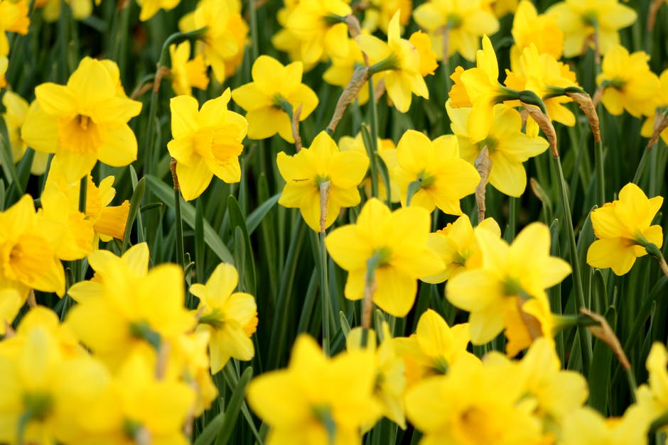 ManagerMagz's tweet image. Happy St David’s Day