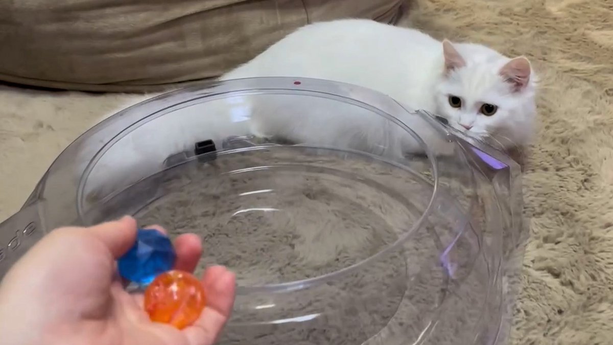 meow_circle's tweet photo. Cats love balls🐱🏀
#CatsOfTwitter #cats #cute https://t.co/oLHycy2OXf