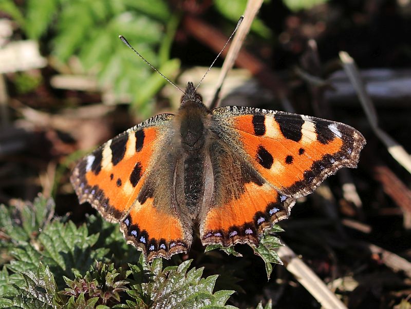 Jaap van Dam tweet media