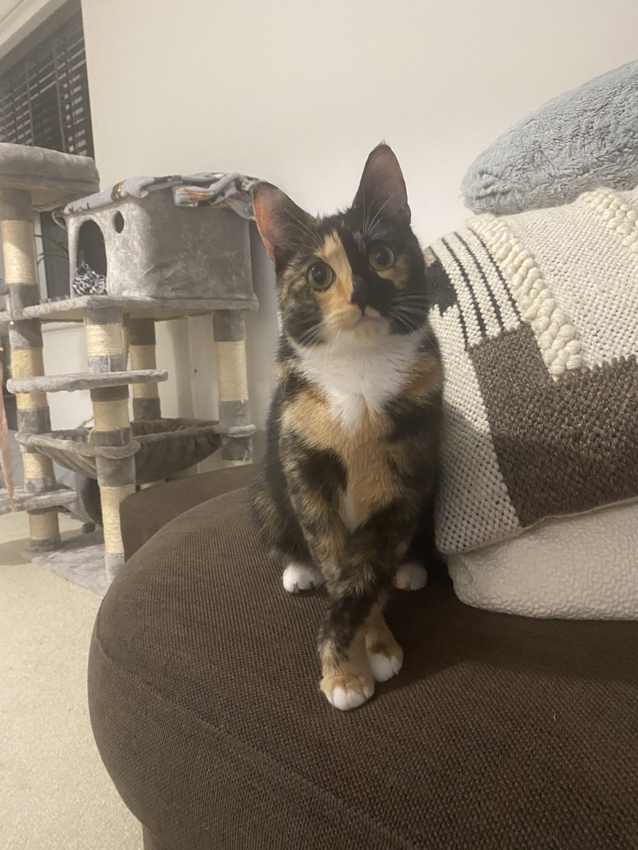 Guys I got 100 followers!!! 😱 I sit like lady for you to show how much I love you #catlady #CatsOfTwitter #CuteCats #CuteCat #Lady