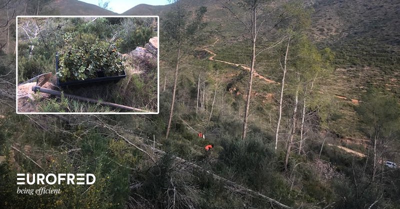 EurofredES's tweet photo. Seguimos con los trabajos de mantenimiento de nuestros bosques. 🌳 En esta ocasión en Artana (Comunidad de Valencia), en donde gracias a @G_SYLVESTRIS hemos podido hacer reposición de algunas especies para seguir compensando nuestras emisiones de CO2. #BeingEfficient https://t.co/FTowmoNqmV