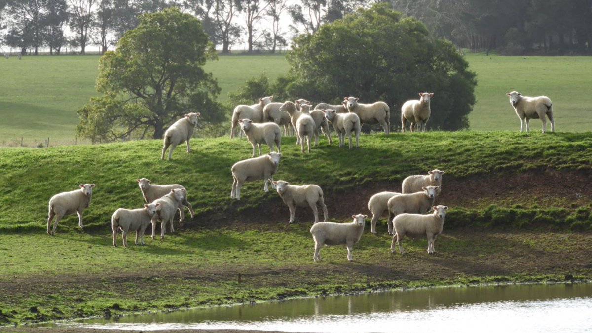T90Program's tweet photo. HOW TO GET INVOLVED IN T90
There are a number of ways to participate in the T90 program.
Express interest to get involved by filling out this online form: https://t.co/Bd4LxuUZXY
#Towards90 #SheepReproduction @meatlivestock https://t.co/nVr0RzlpkM