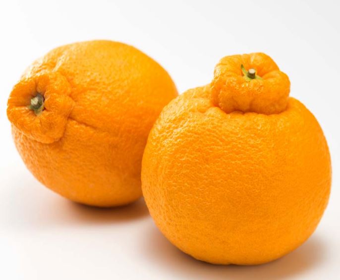 ＃旬の果物

デコポン🍊　

3月～5月が旬

私が初めてデコポンを食べたのは20年程前😊

はっさくやいよかんに似ているので酸っぱそう…と思い口に入れるとなんとも甘くて濃厚でジューシーなお味！🥰

調べると、みかん・オレンジ・ポンカンの良いとこ取りをしているのがデコポンなんですね😋[🦄]