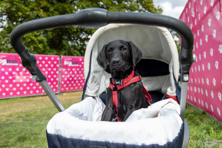 WANT TO FEATURE ON THE FRONT OF OUR DIGITAL SHOW GUIDE? 🤩

Entries are now OPEN for our 2022 Cover Star competition for our Loseley Park and Ragley Hall venues.

Enter here 👉 dog-fest.co.uk/news/detail/be…