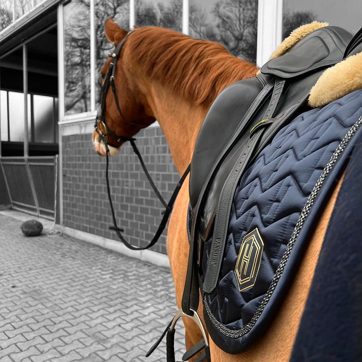 E S K A D R O N ⚜️ Navy X Chestnut 🐴💙 

How stunning does this shade look against <a href="/a/">Ani</a>.mueller.equestrian ‘s horse?! 🤩

Tap to shop!🌟👇🏼

mybreeches.com/collections/es…

#pikeur #eskadron #ss22 #equestrianstyle #getthelook #explore #horsegoals