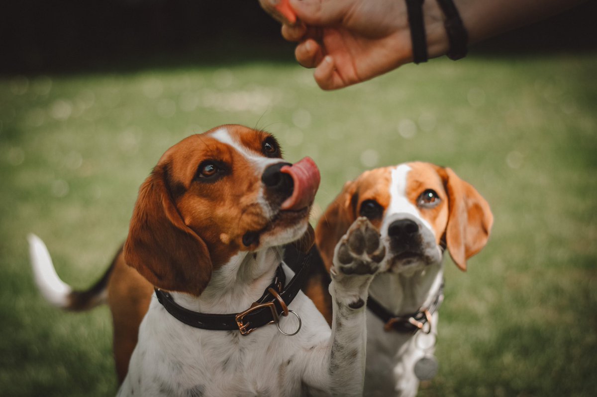 Hello #twitterdogcommunity this is Stark &amp; Parker, two beagliers from the U.K.. I’m Annie &amp; I run the account as well as <a href="/thehappypawsco/">The Happy Paws Company</a> making cute things for you and your pet. I thought it was about time this pair had a Twitter of their own, so nice to meet all of you 😁 #dogs