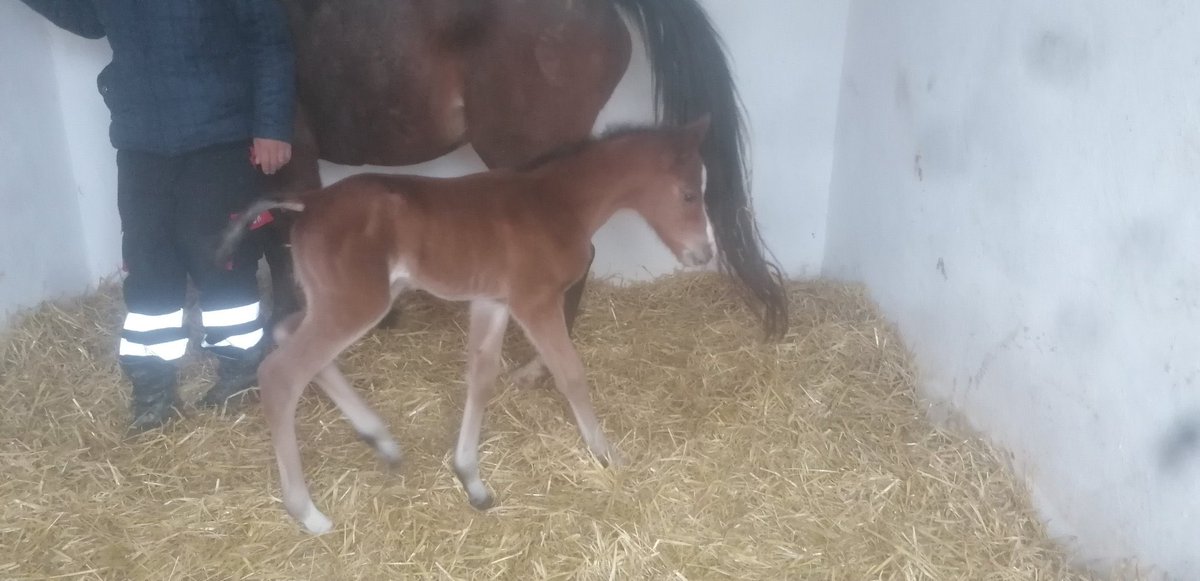 Öz torun Dünyaya Geldi 🙏🏻 Annesini Bizim Yetiştirdiğimiz Babasını Bizim Koştuğumuz (Baş Hükümdar-Favori Kız) 2022 Erkek Tayı. Şansın Bahtın Açık Olsun Sağlıklı Bir Şekilde Sahalara Gelip Baban Gibi Koşman Dileğiyle Küçük Baboş.🧿 <a href="/KartalEkurisi/">Kartal Ekürisi</a>