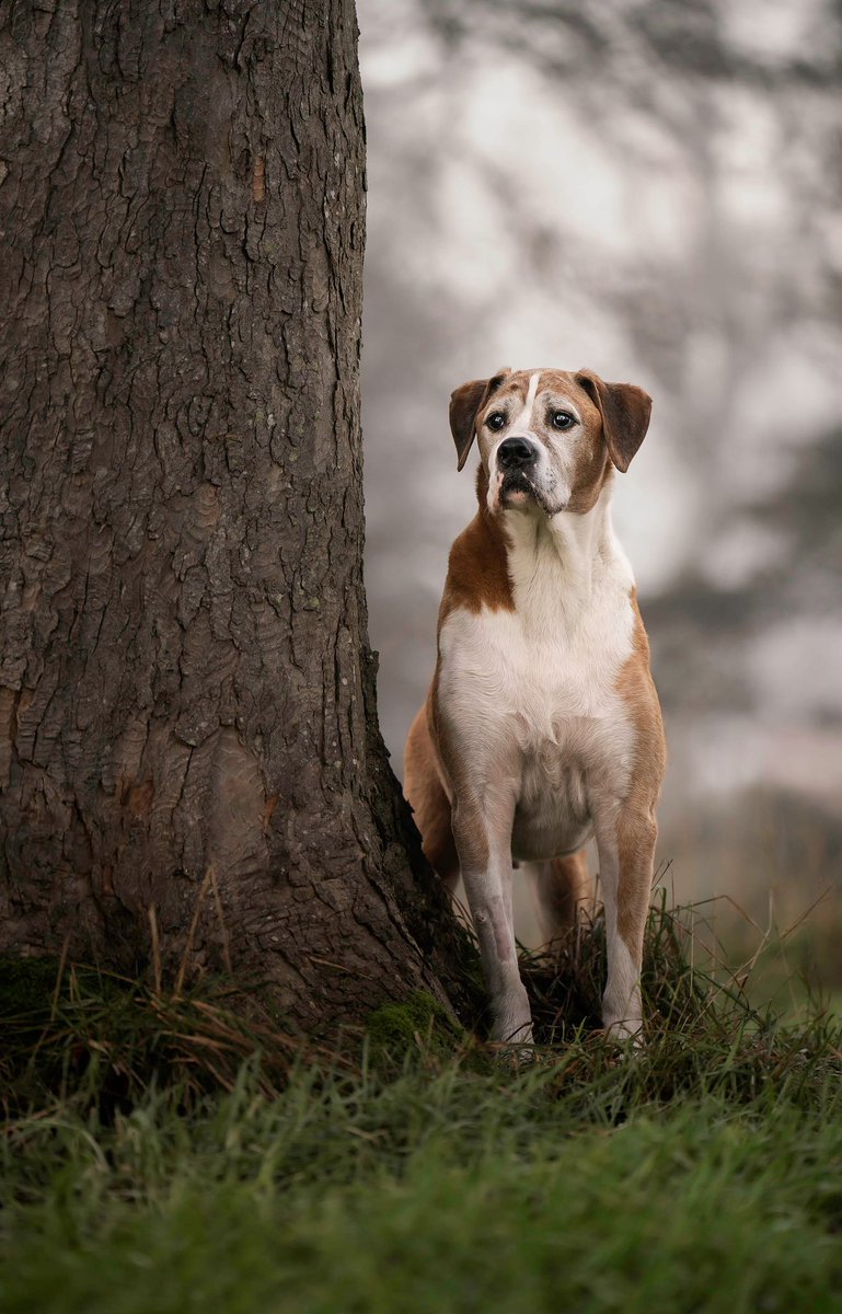Happy Tuesday! I suppose we better introduce ourselves a bit better! First is Levi, our 11 year old boxer-ridgeback! We often describe him as a gentle giant, he is such a softie and is food obsessed!🤍#twitterdogcommunity #dogsoftwitter #twitterdog #twitterdogs
