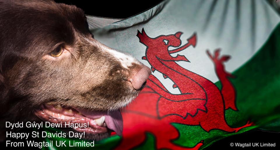 Dydd Gŵyl Dewi Hapus! 
Happy St David's Day!

#StDavidsDay #wagtailuk #welshsnifferdogs #detectiondogs #wales