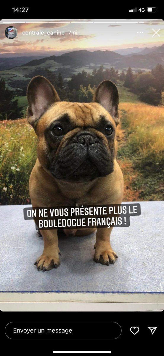 Scar_doggo's tweet photo. Mon pôpa (le plubo après moi dit maine) a représenté notre race au salon de l'agriculture hier. Il a pas gagné mais gardez comme il est trébo comme moi 😍😍 https://t.co/SPE81yKqNL