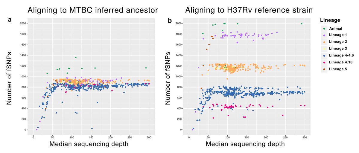icoes's tweet photo. Why we map to an inferred pseudo-ancestral genome? When you map to H37Rv the number of "expected" SNPs is variable. When you map to ancestor the expected number is similar and we use this as a QC metric. See "impact of contamination" paper from @GaloGoig https://t.co/mdgyEvk3vF https://t.co/2Dopb3sDbR